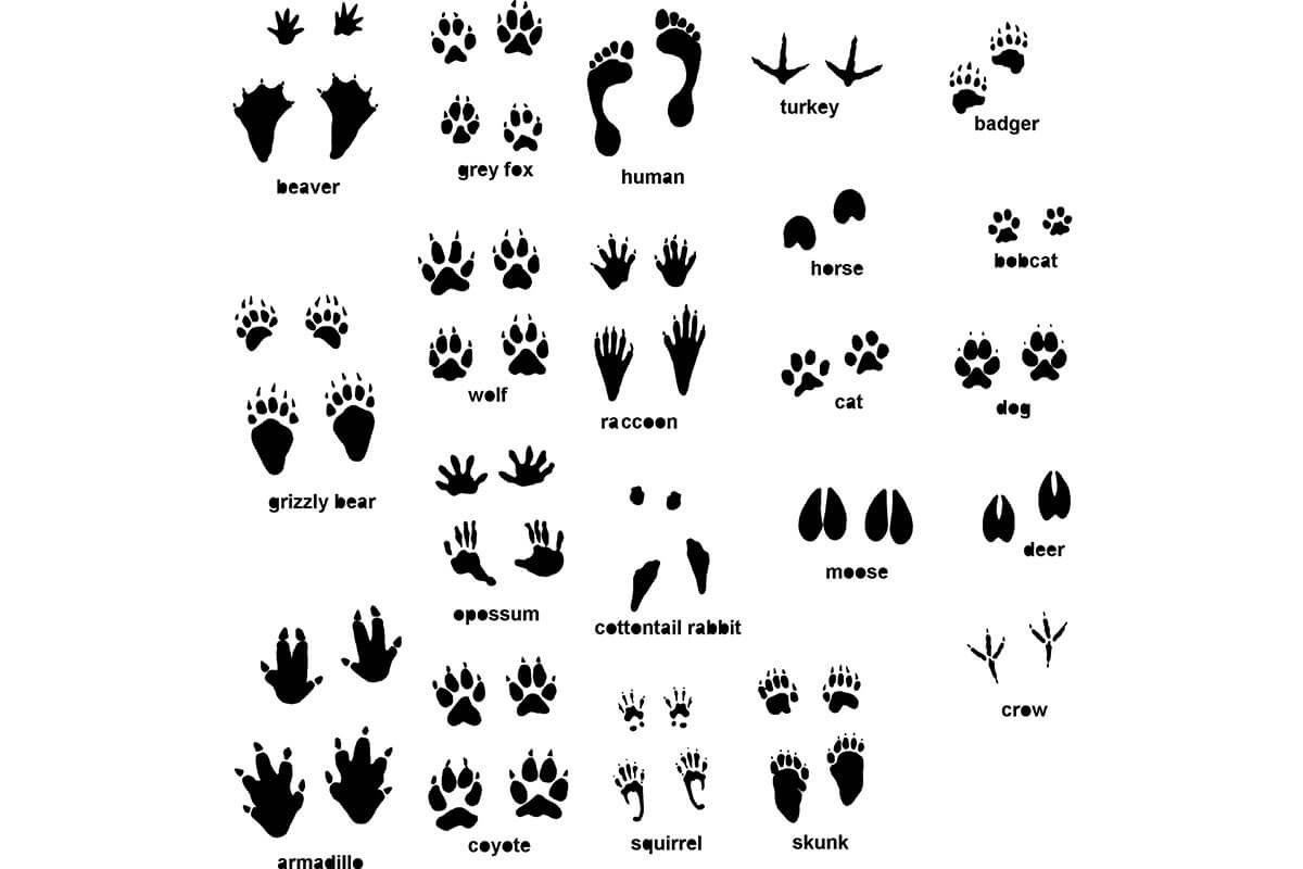 Следы домашних животных