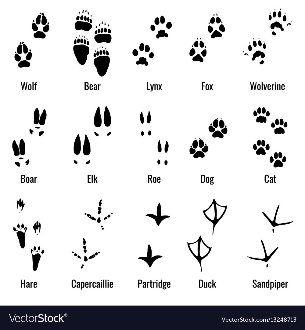 Следы для дошкольников