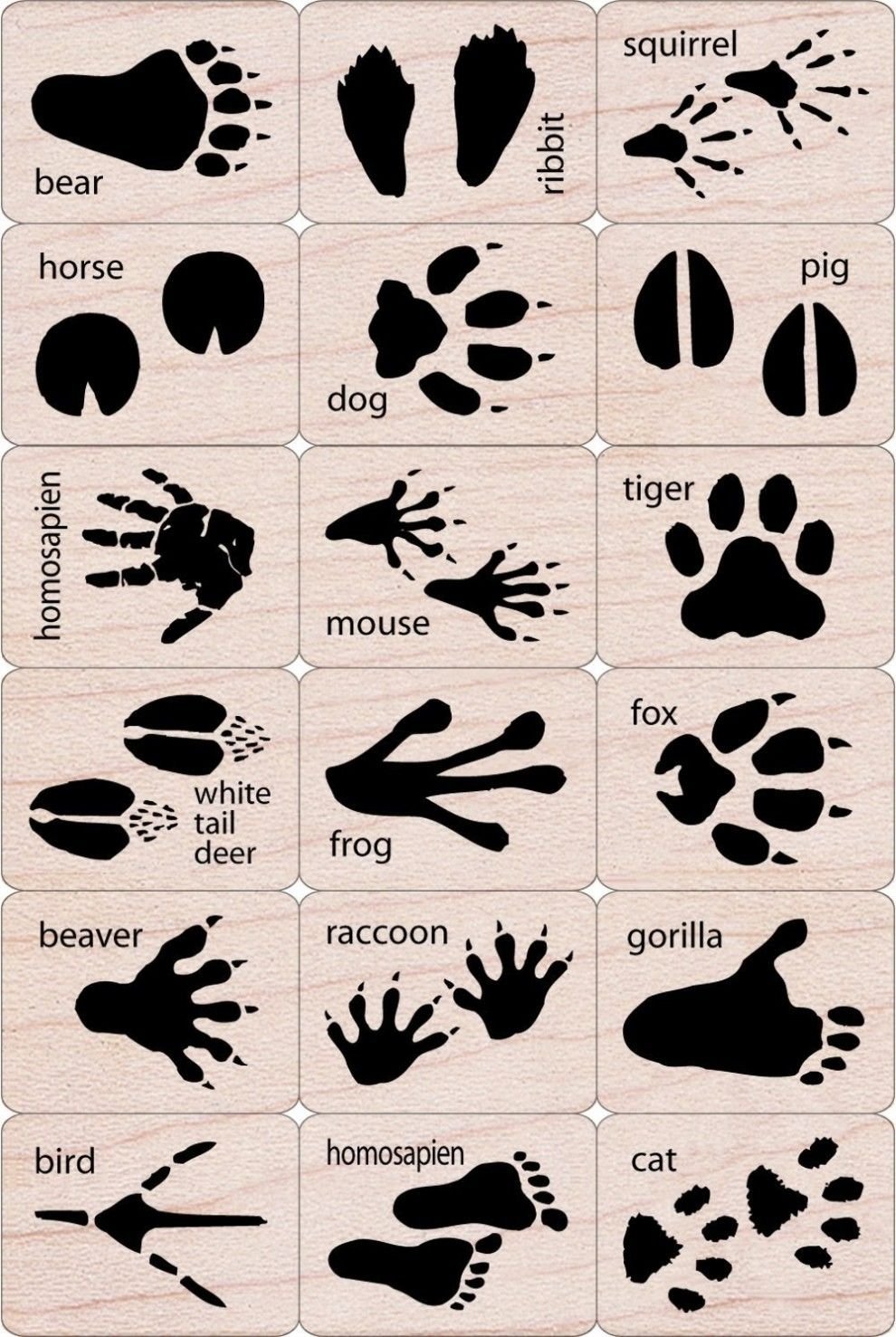 Следы диких животных картинки