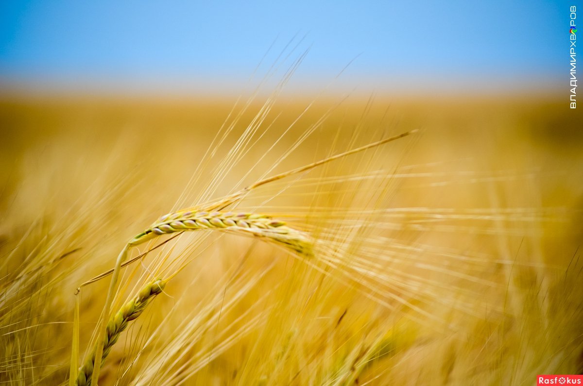 Пшеница фон