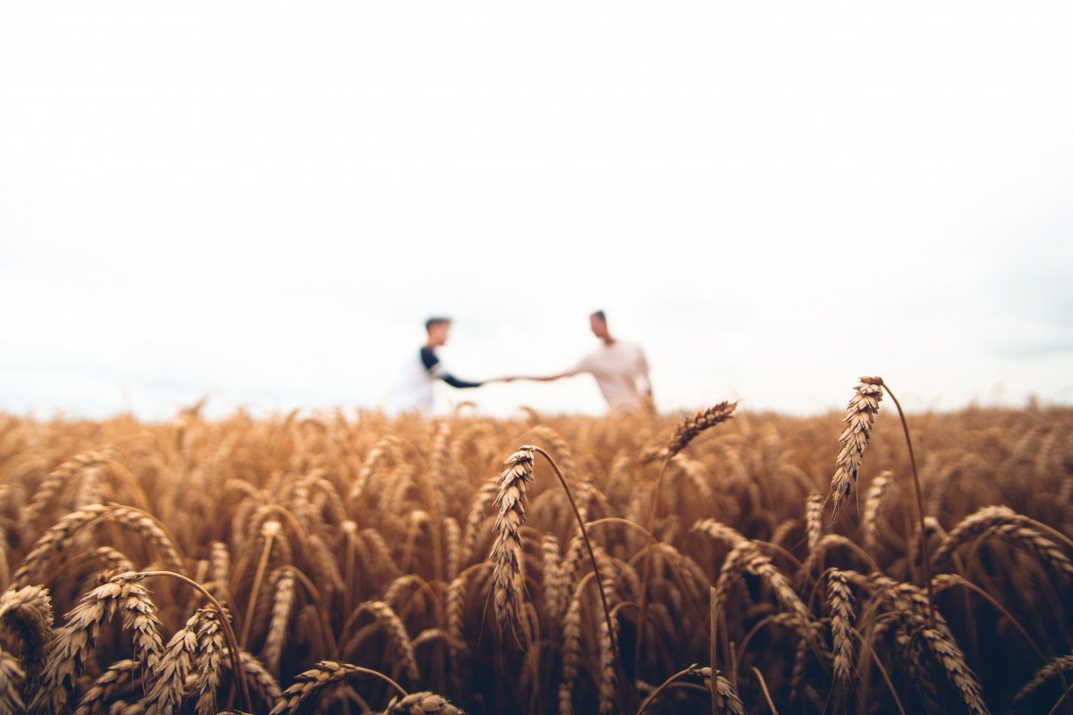 Поле колосья небо