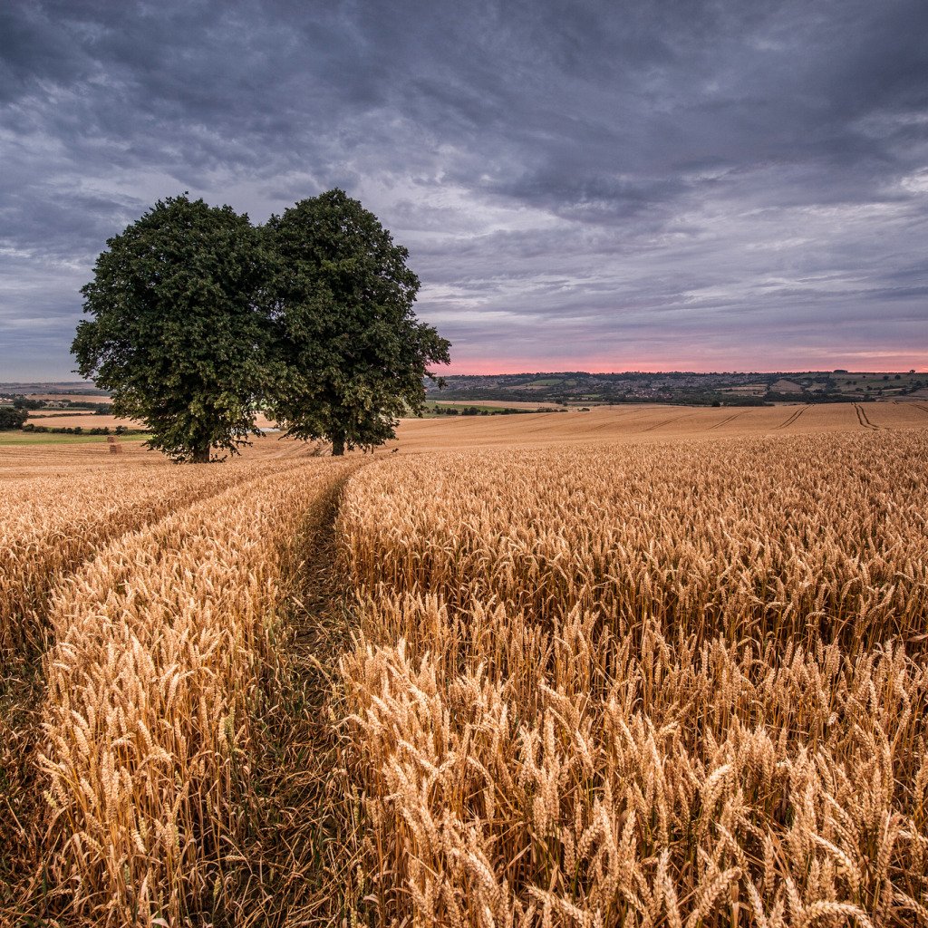 Фон хлебное поле