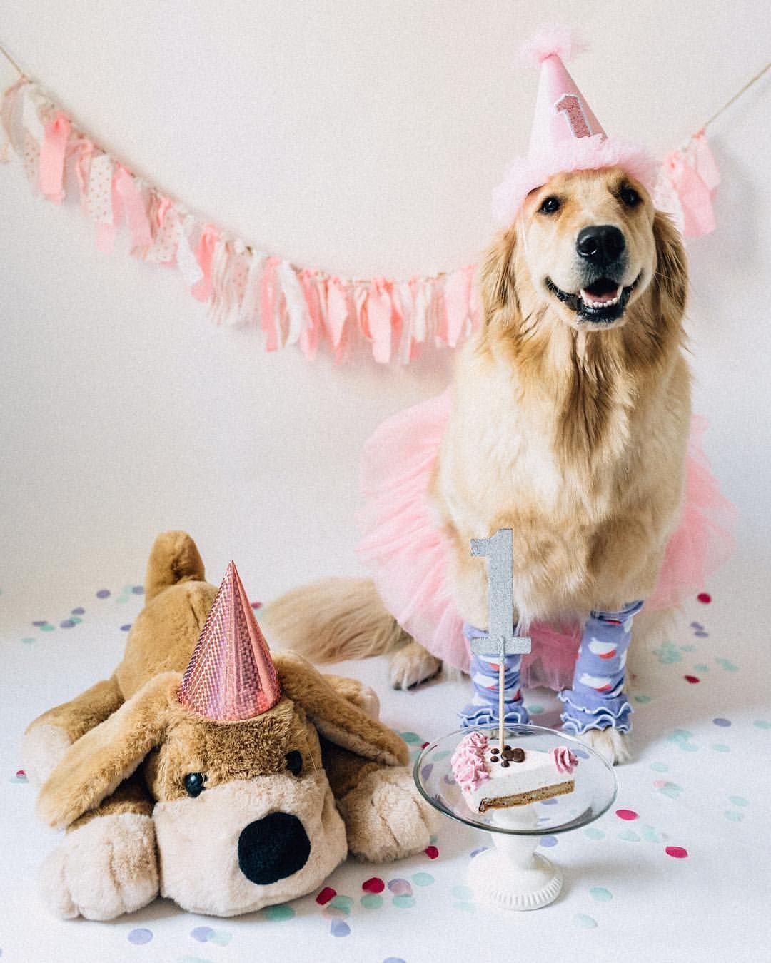 Праздничная собака