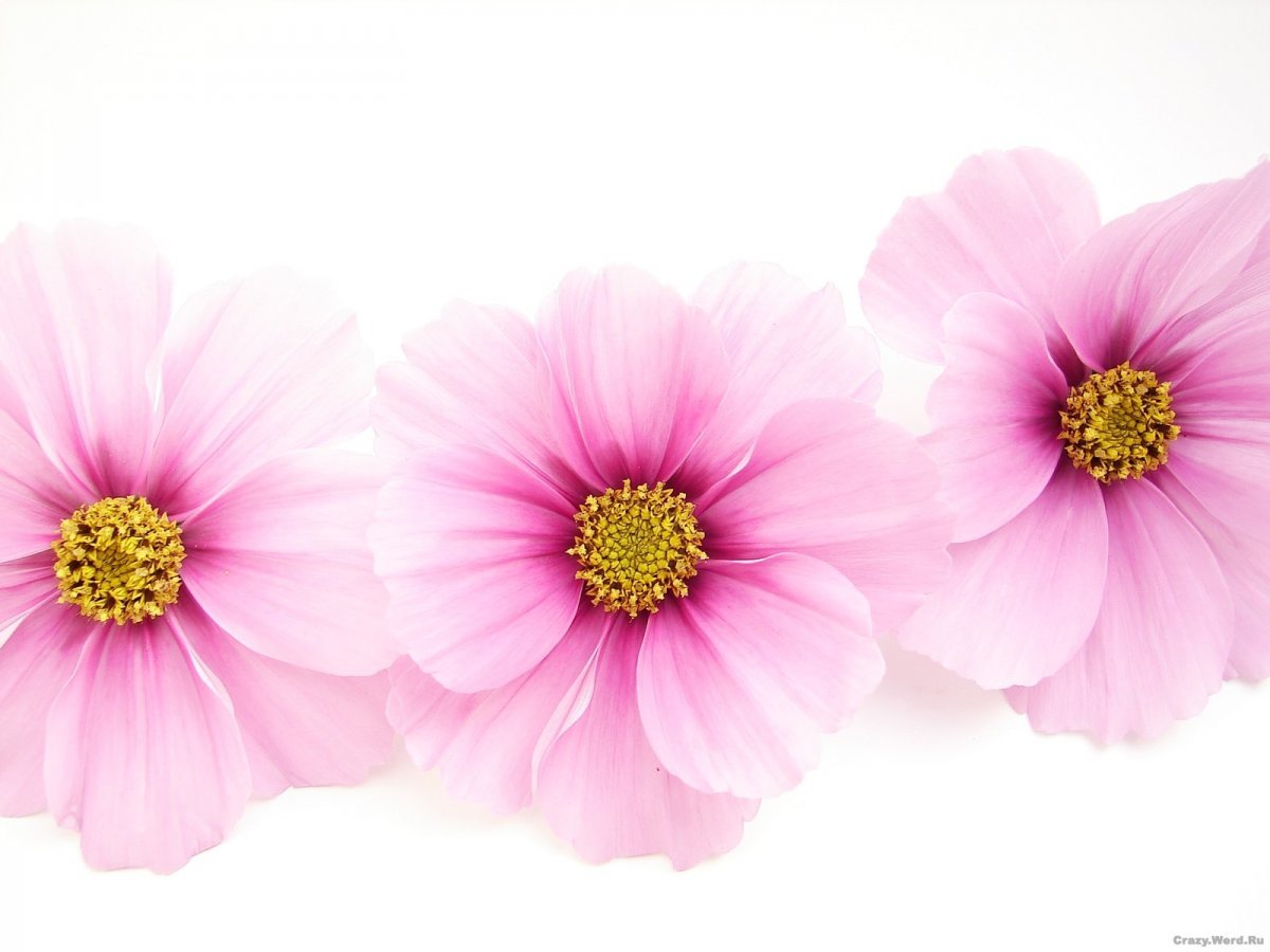 Цветы на белом фоне