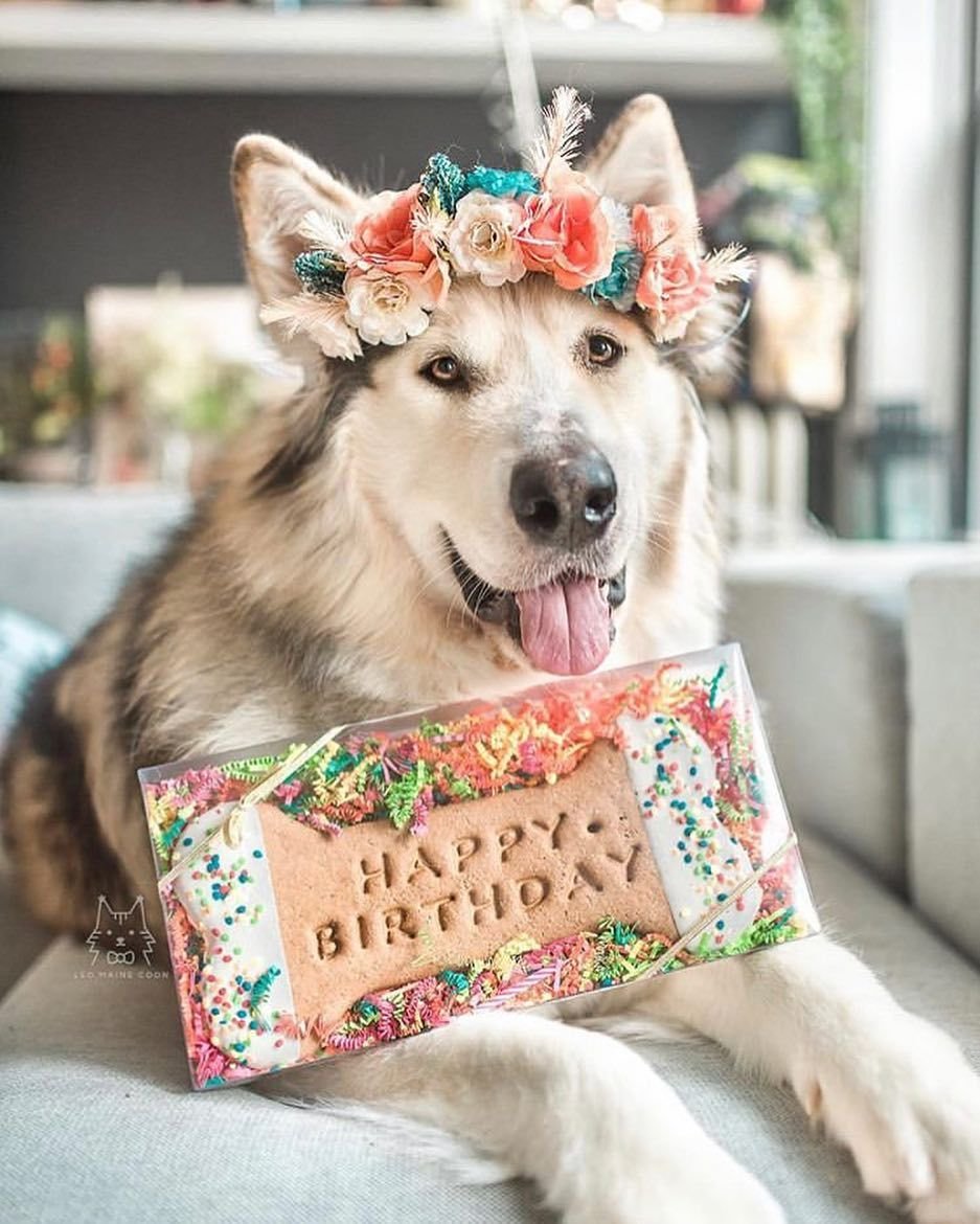 С днем рождения животные