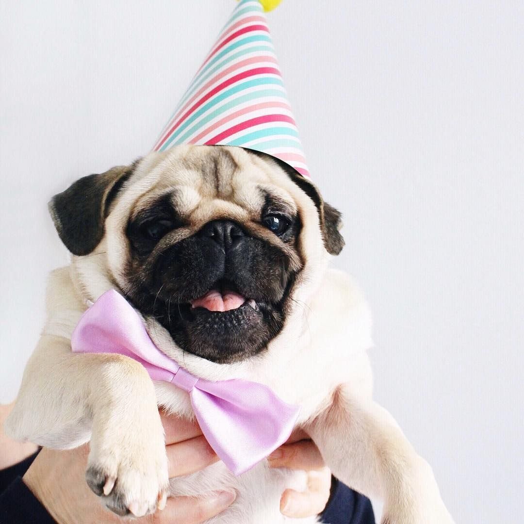 Праздничный Мопс