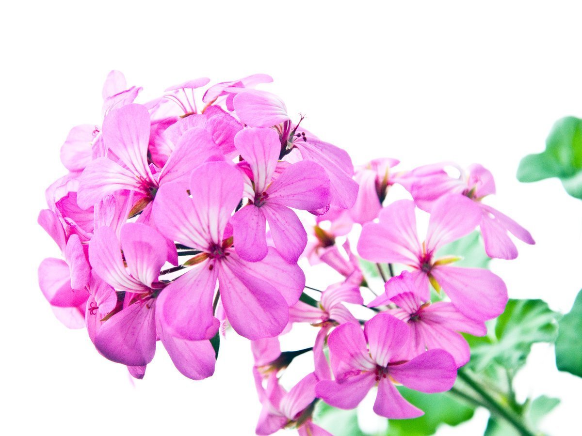 Цветочки на белом фоне