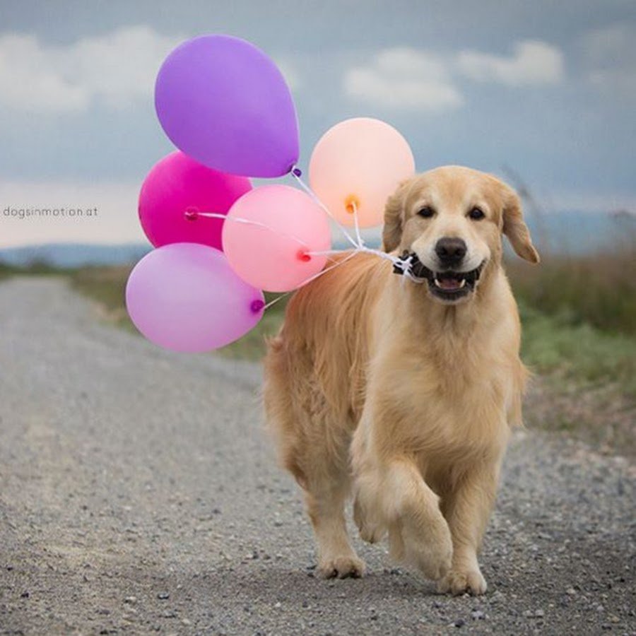 Шарик собака