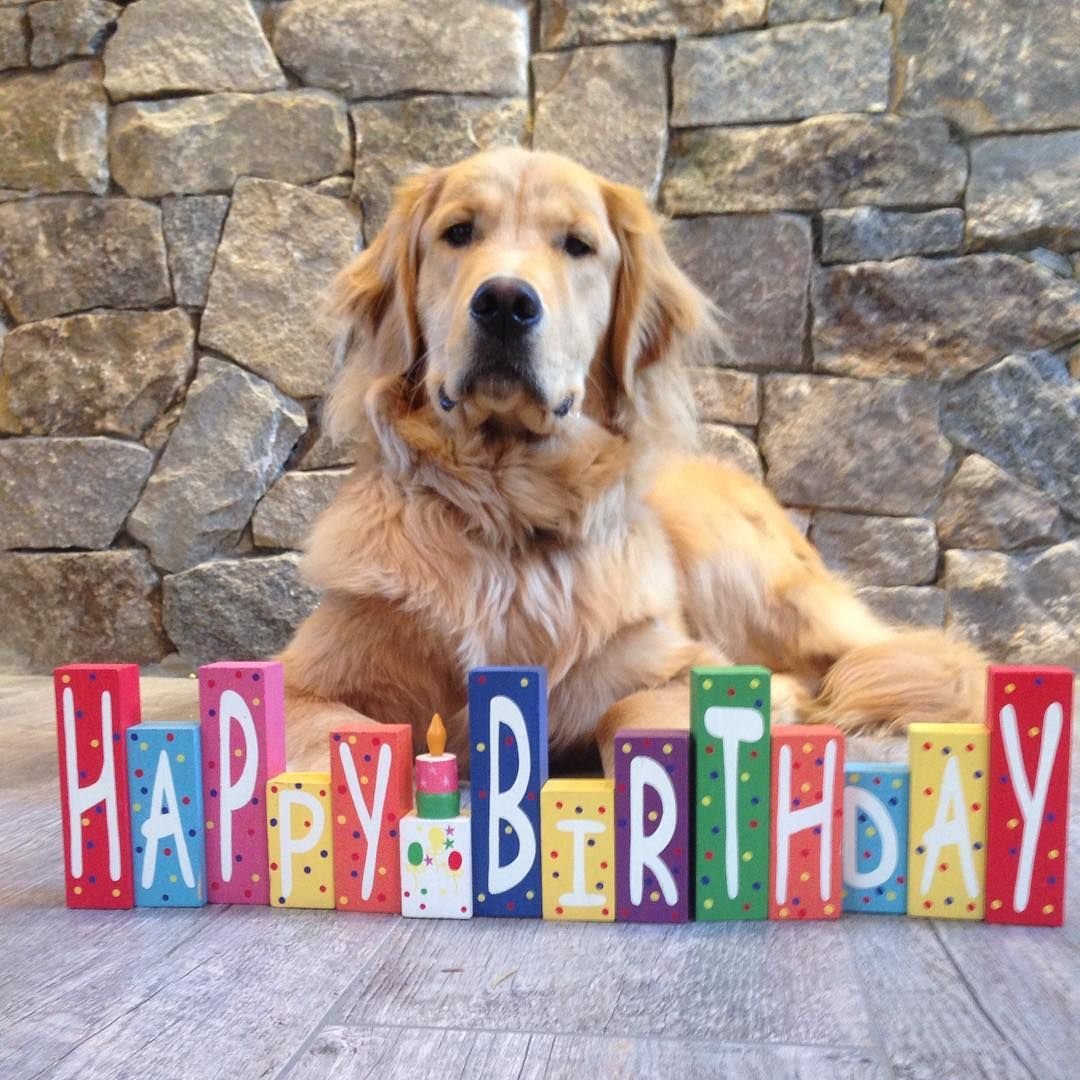 Золотистый ретривер с днем рождения