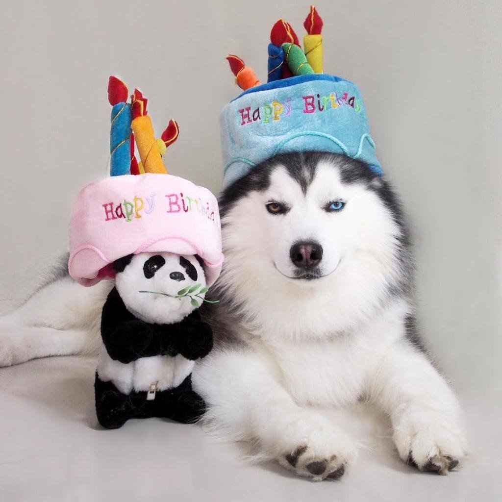 С днем рождения хаски