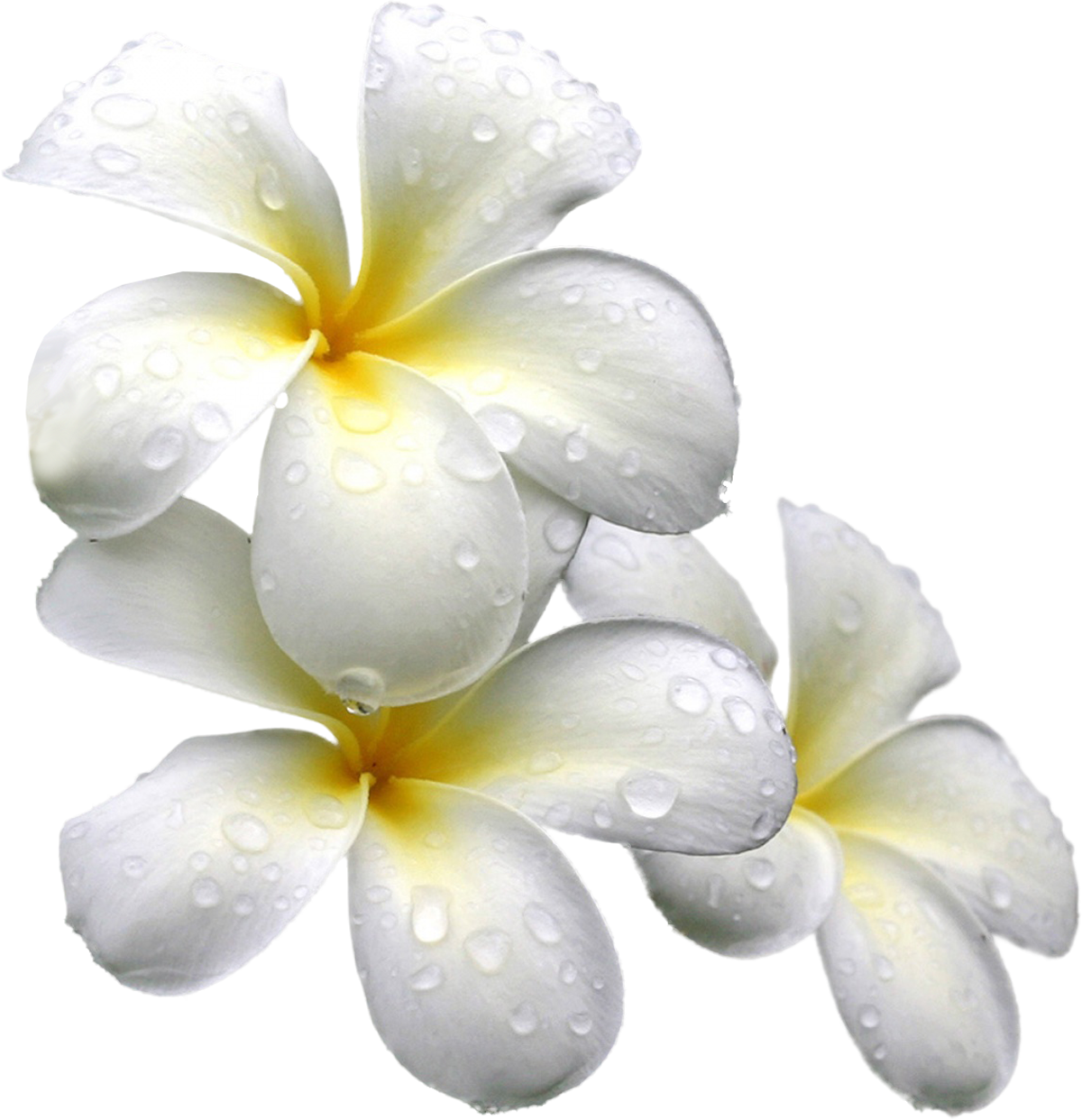 Цветы на прозрачном фоне