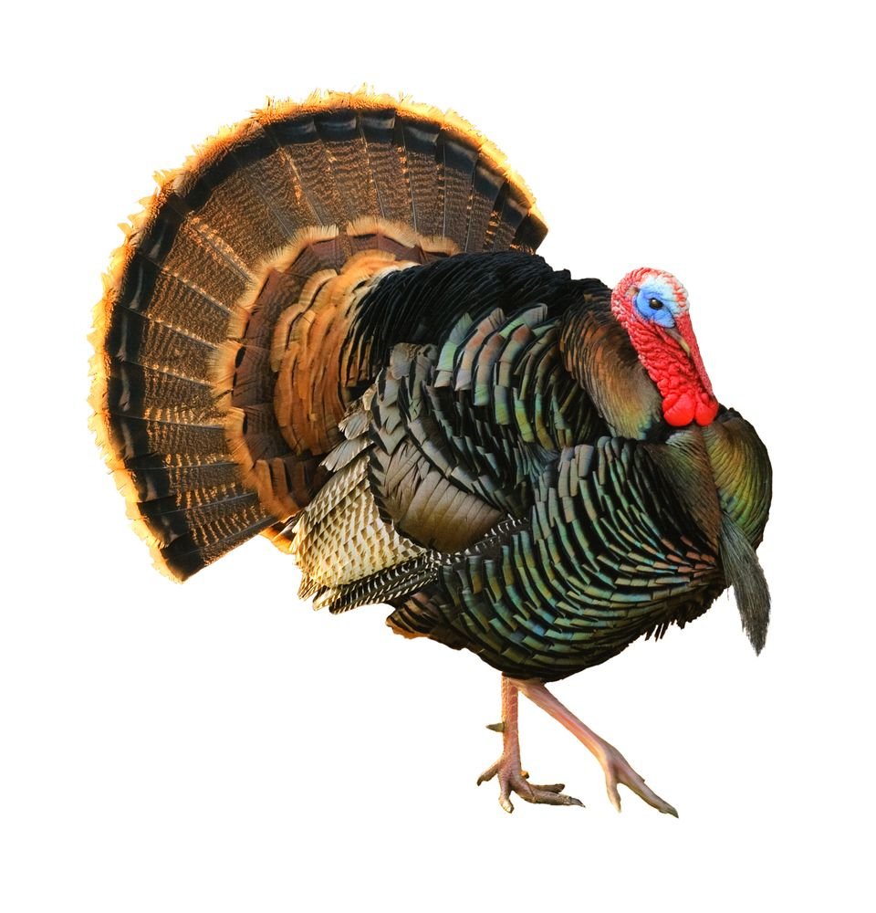 Индюк на белом фоне