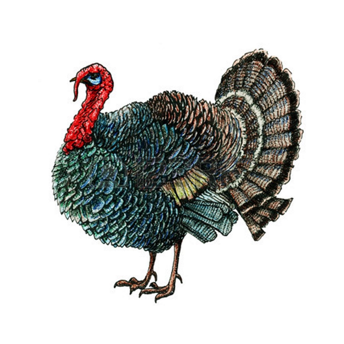 Индюк, индюшка, индюшонок для дошкольников