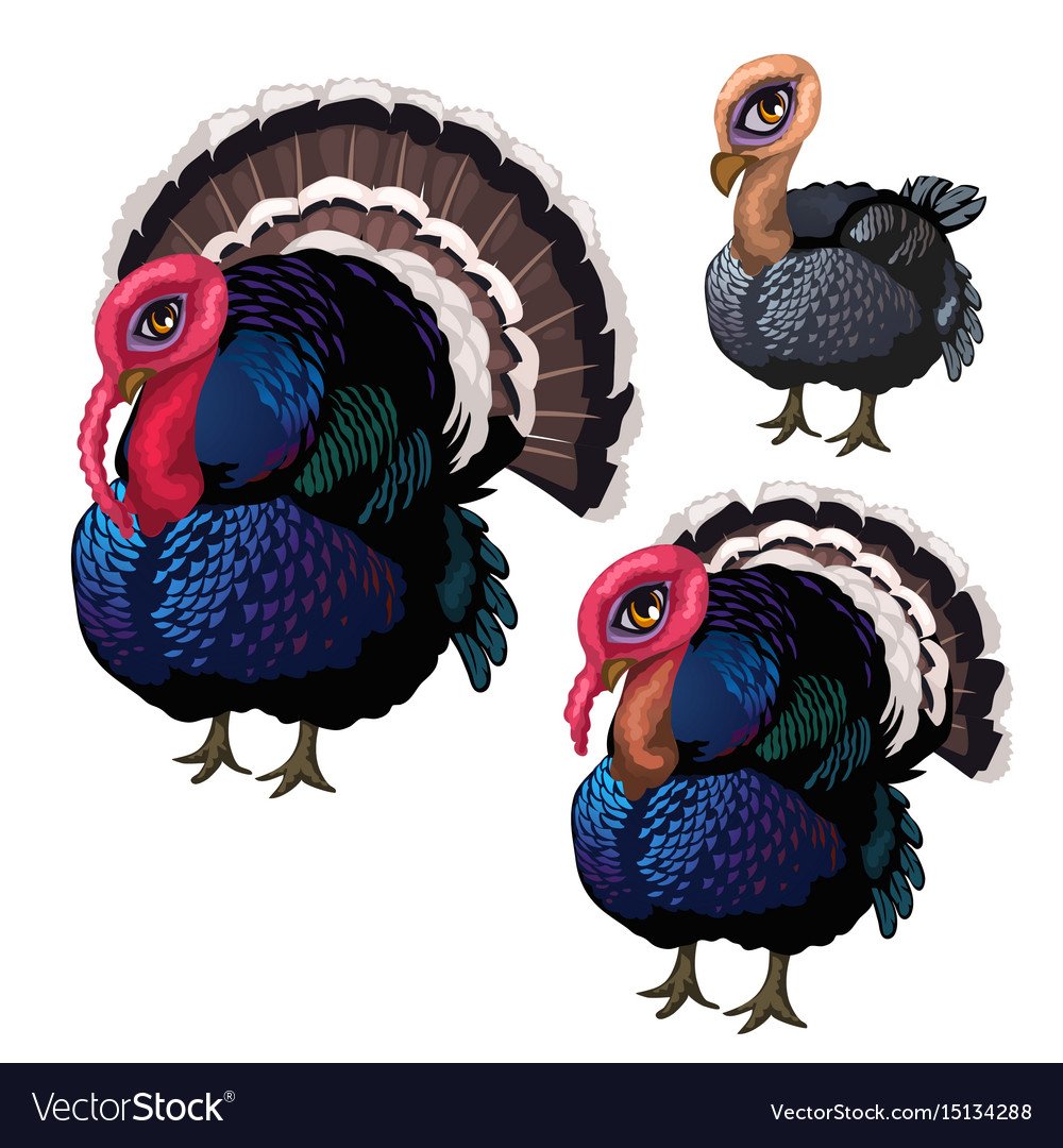 Три индюшки