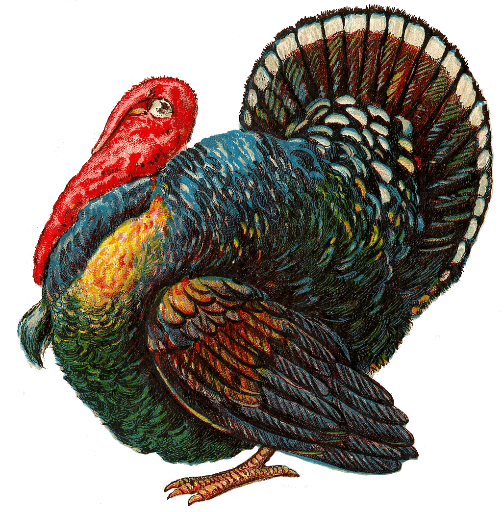 Индюк индюшка индюшонок для детей