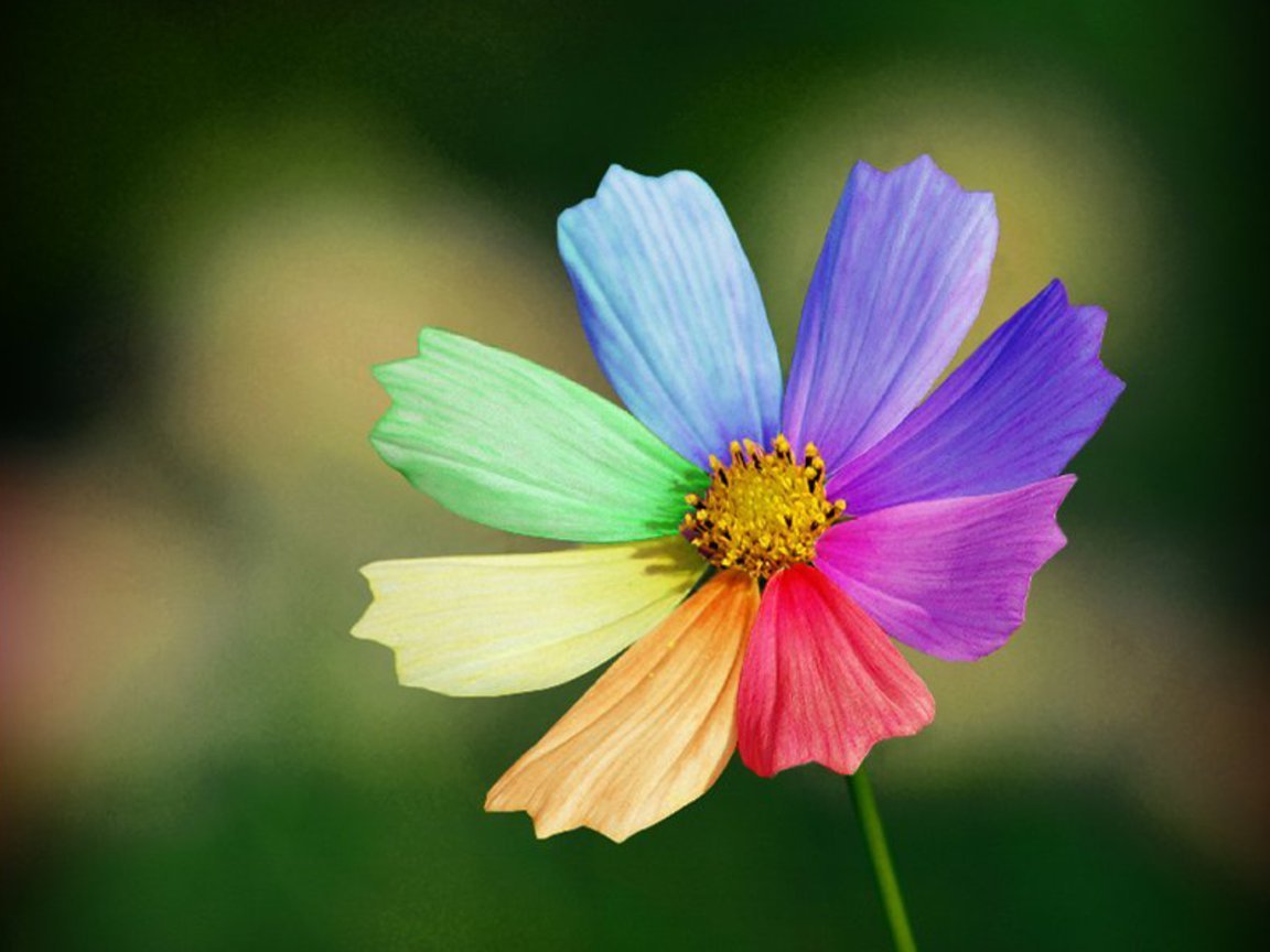 Цветные ромашки