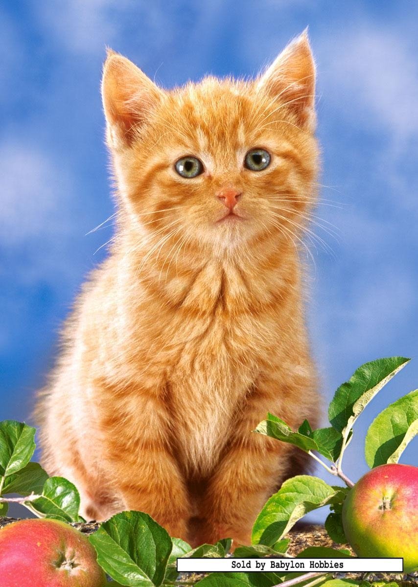 Рыжий котёнок