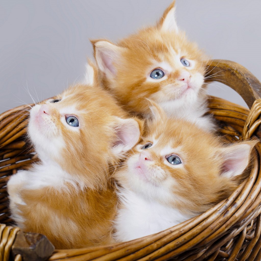 Рыжий кот сбоку