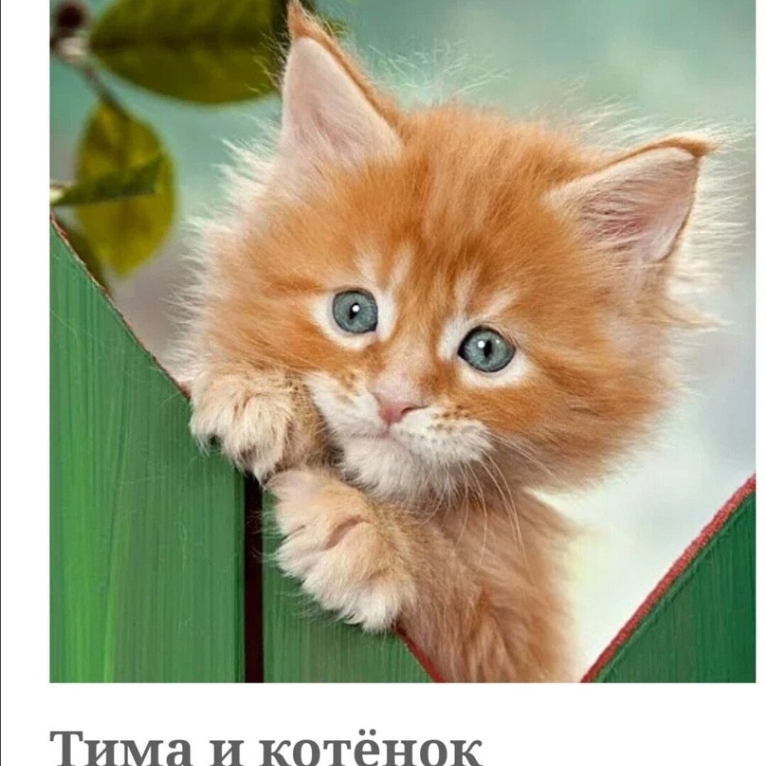 Рыже белые котята пушистые