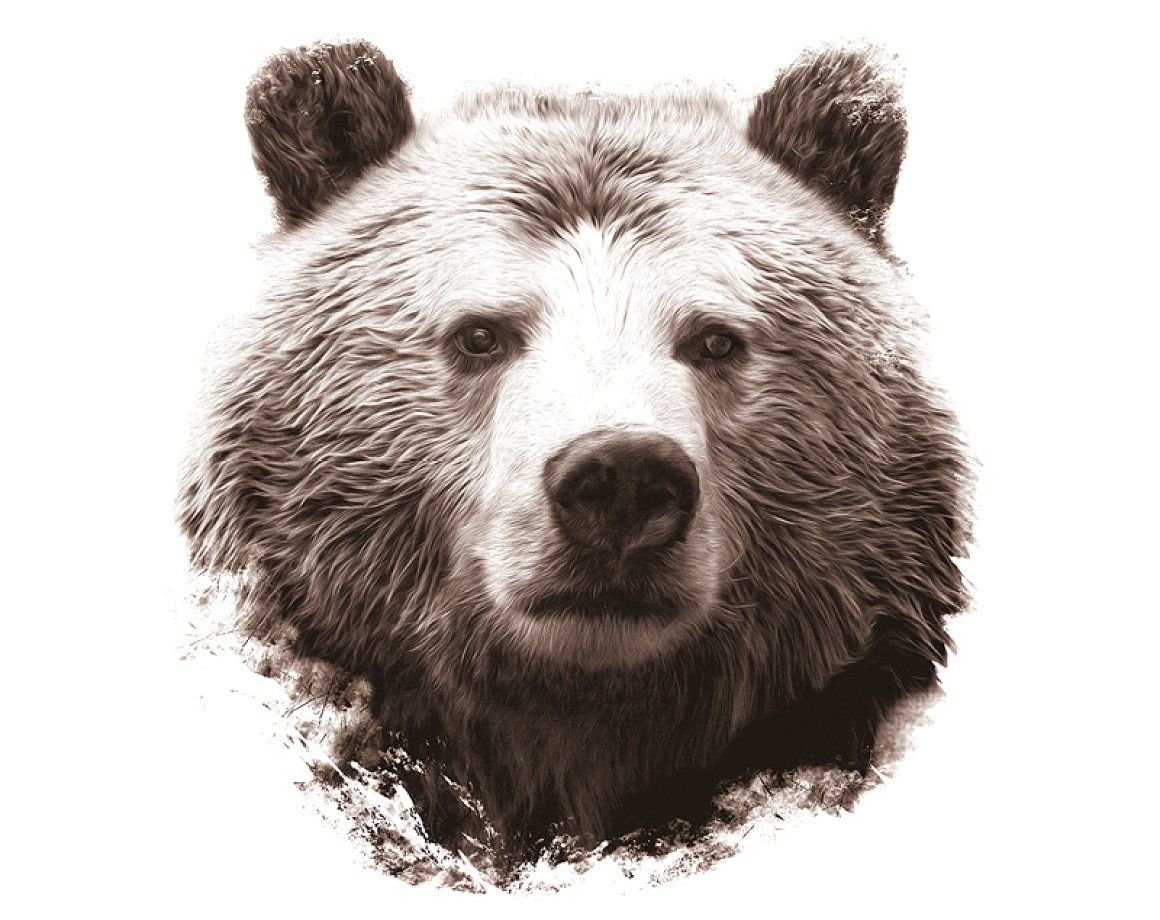 Морда медведя на белом фоне