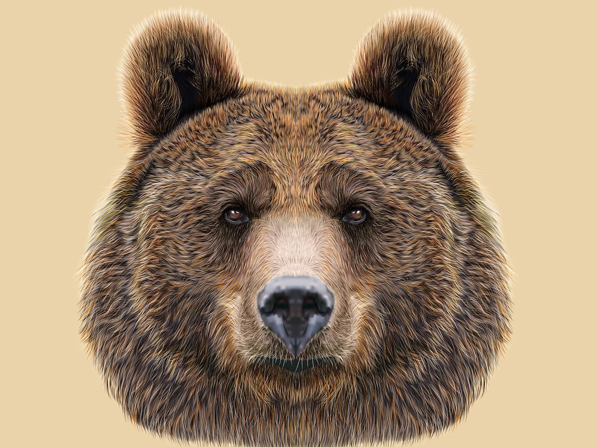 Мордочка медвежонка