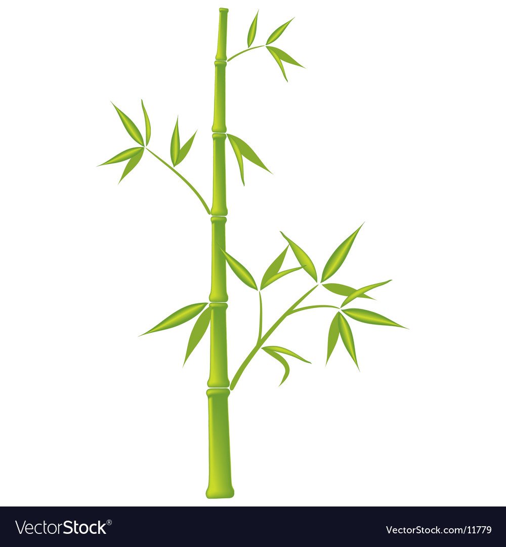 Ветка бамбука transparency