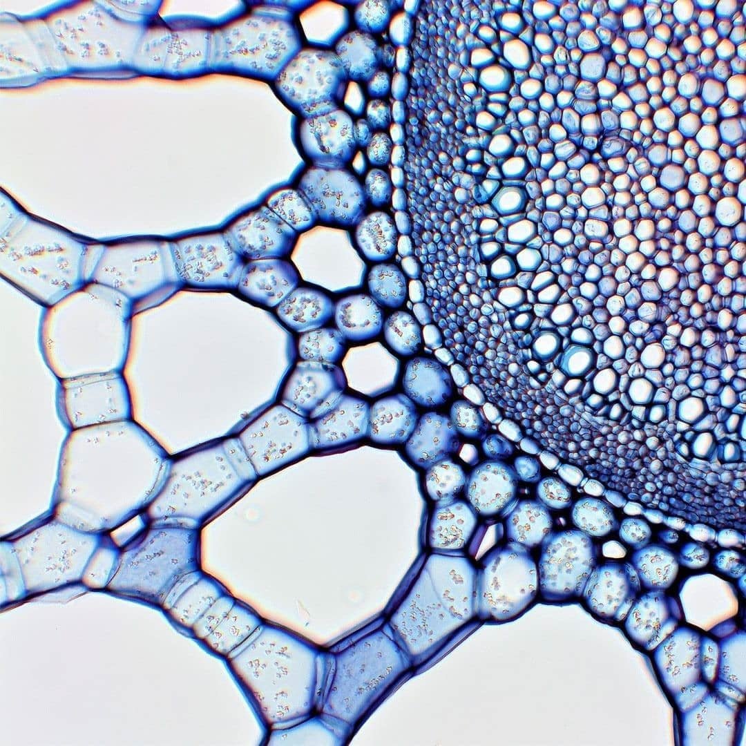 Флоэма микрофотография