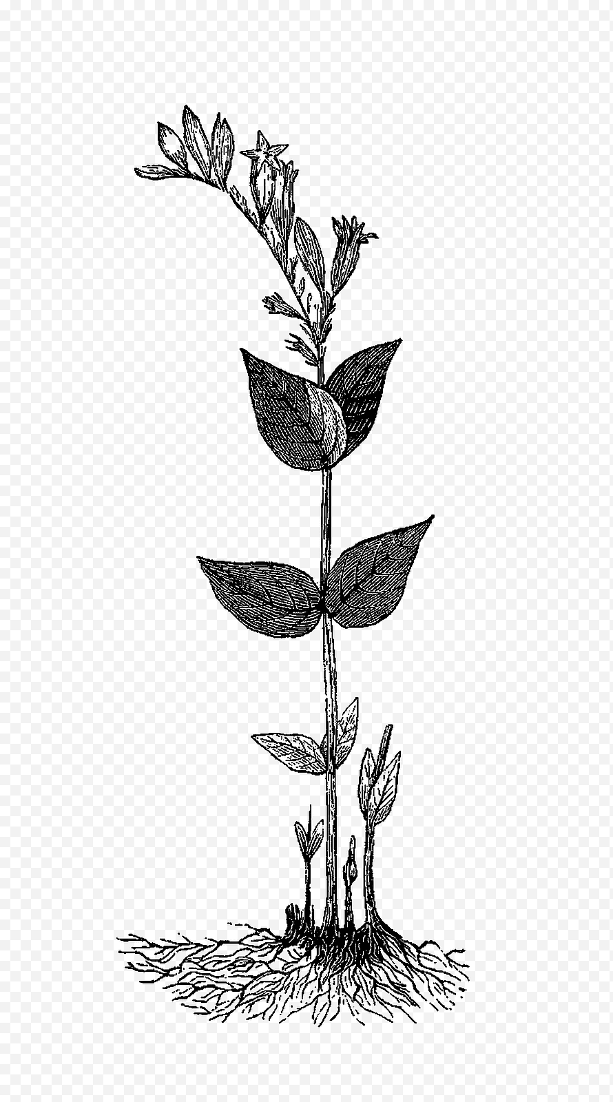 Вертикальные растения рисунки