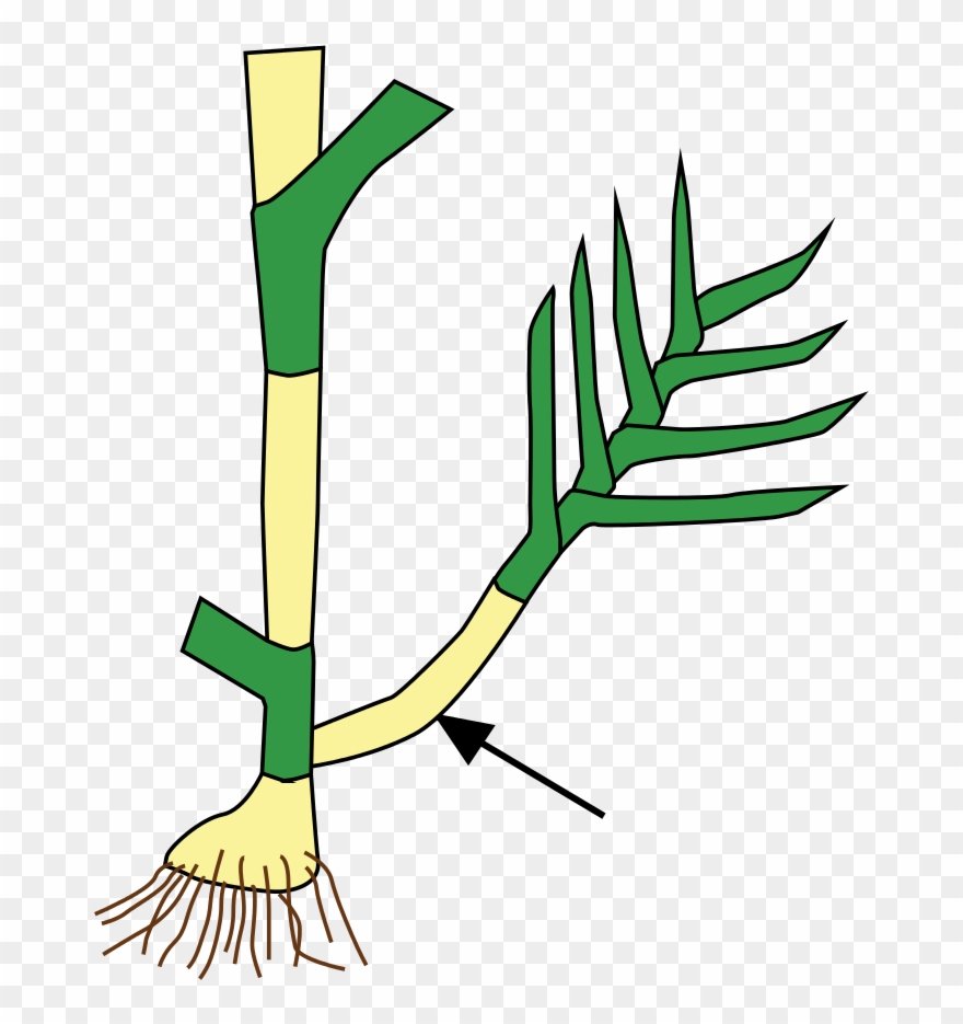 Стебель картинка для детей