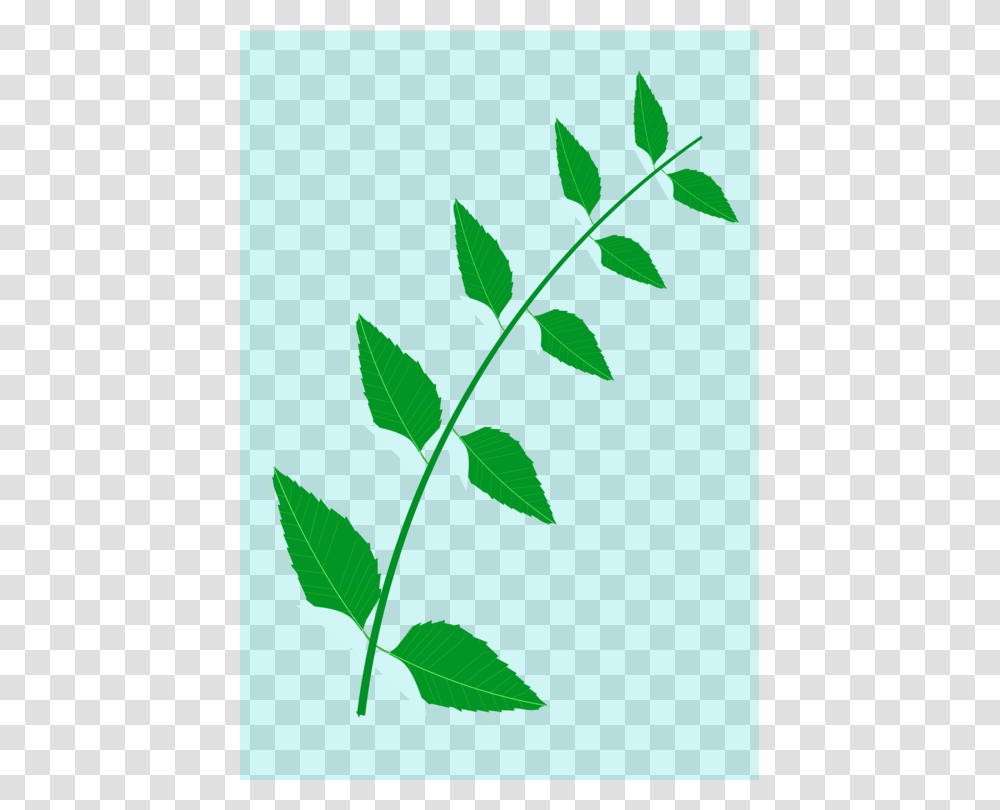 Neem Leaf