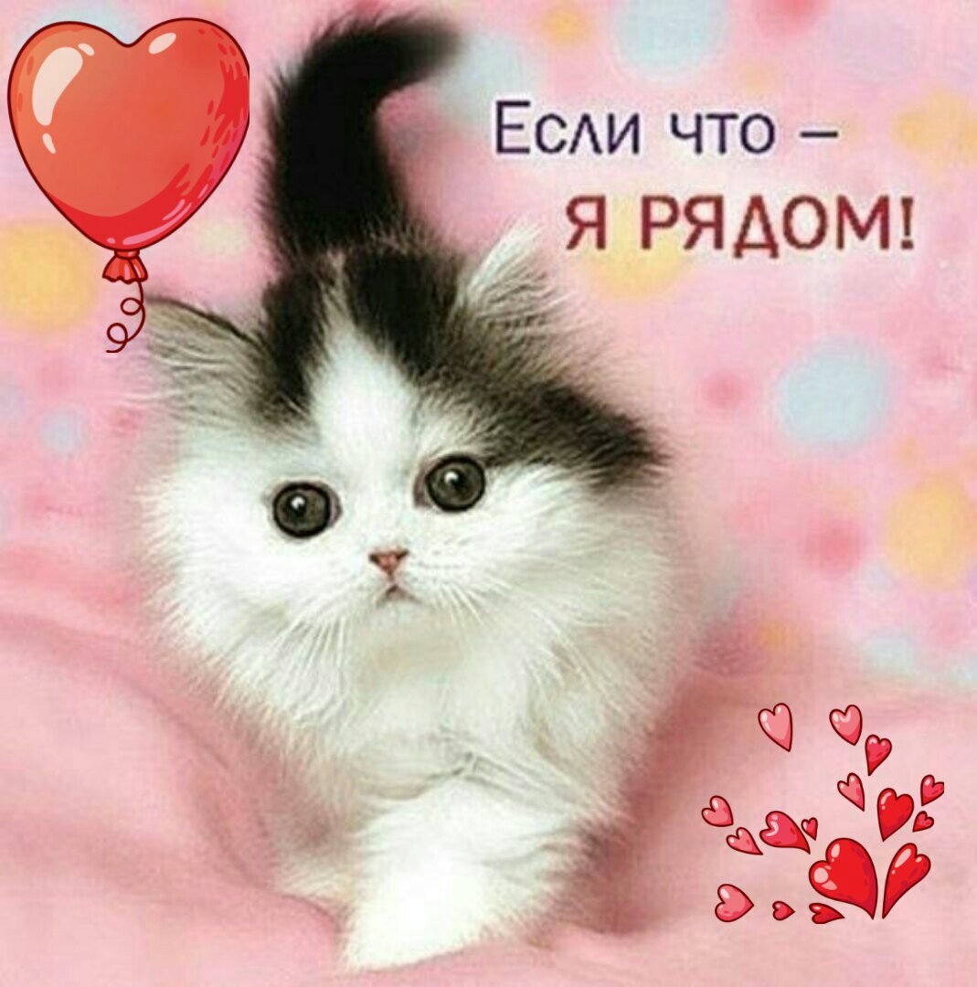 Милые котята с надписями