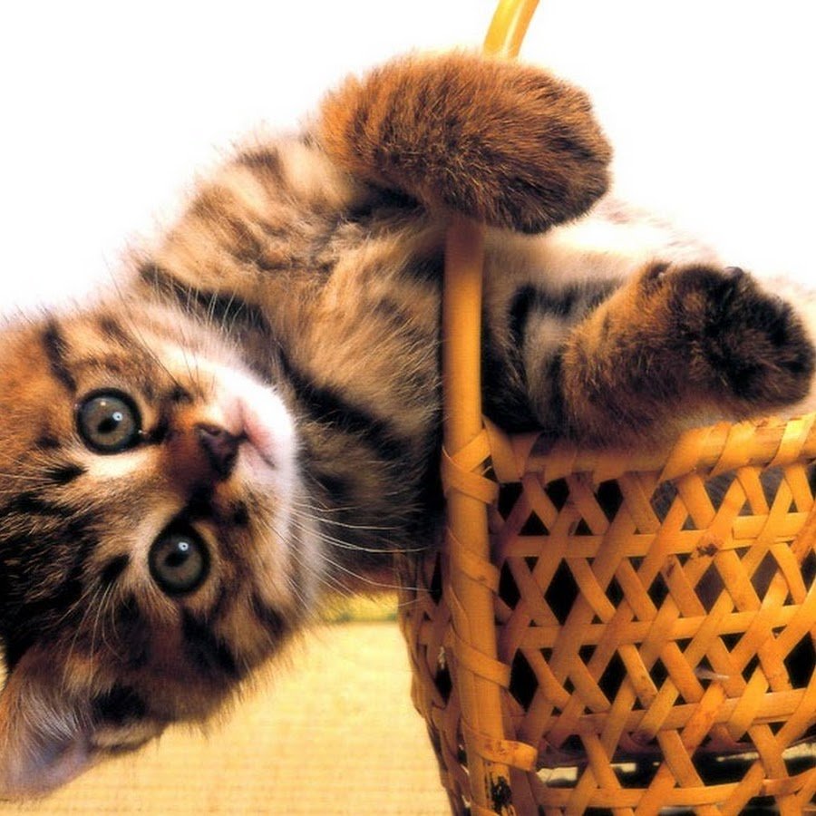 Печальный Зайка