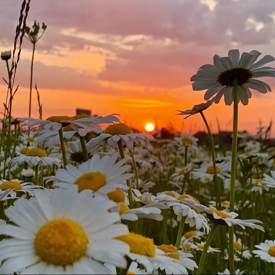Цветочное поле Эстетика