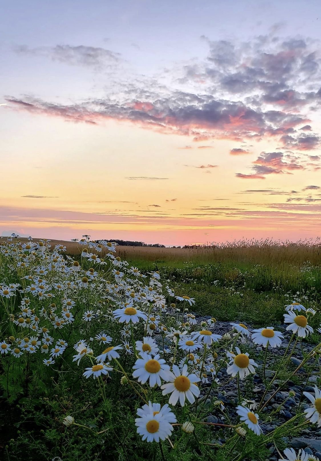 Пейзаж с ромашками
