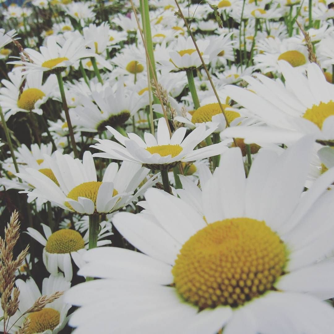 Ромашки Инстаграм