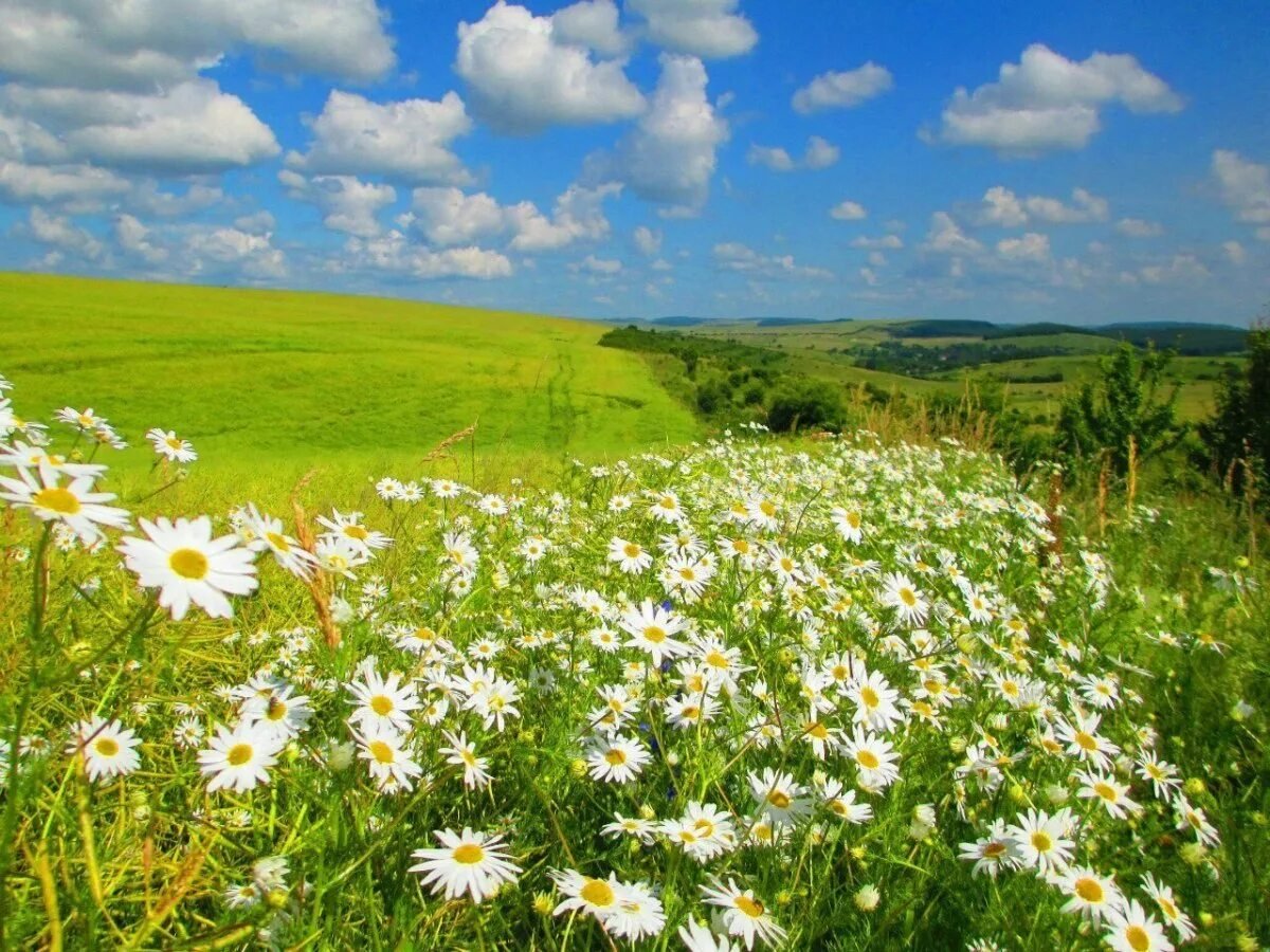 Ромашковое поле Каменск Уральский