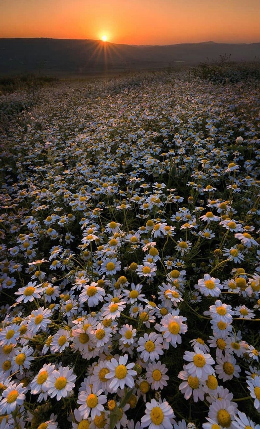 Ромашковое поле