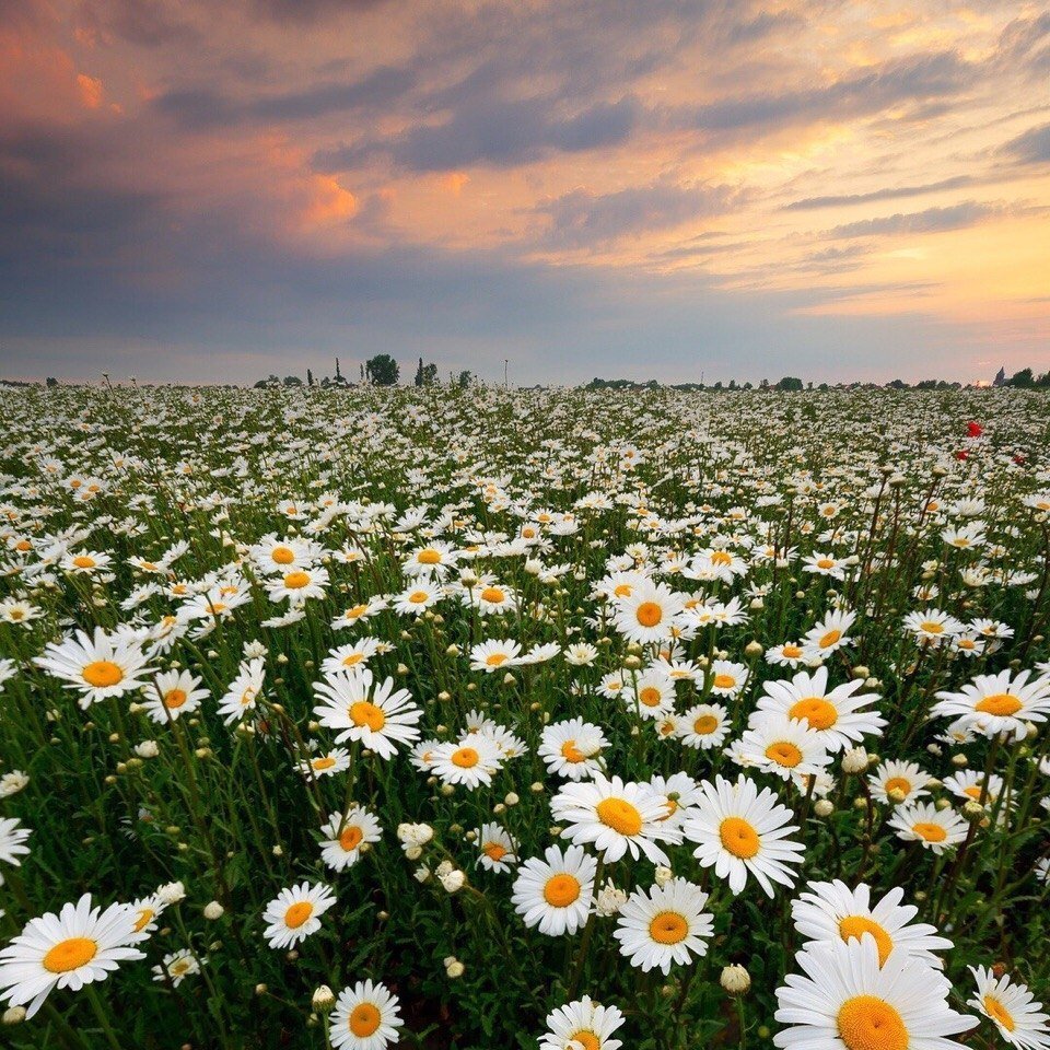 Красивое поле ромашек