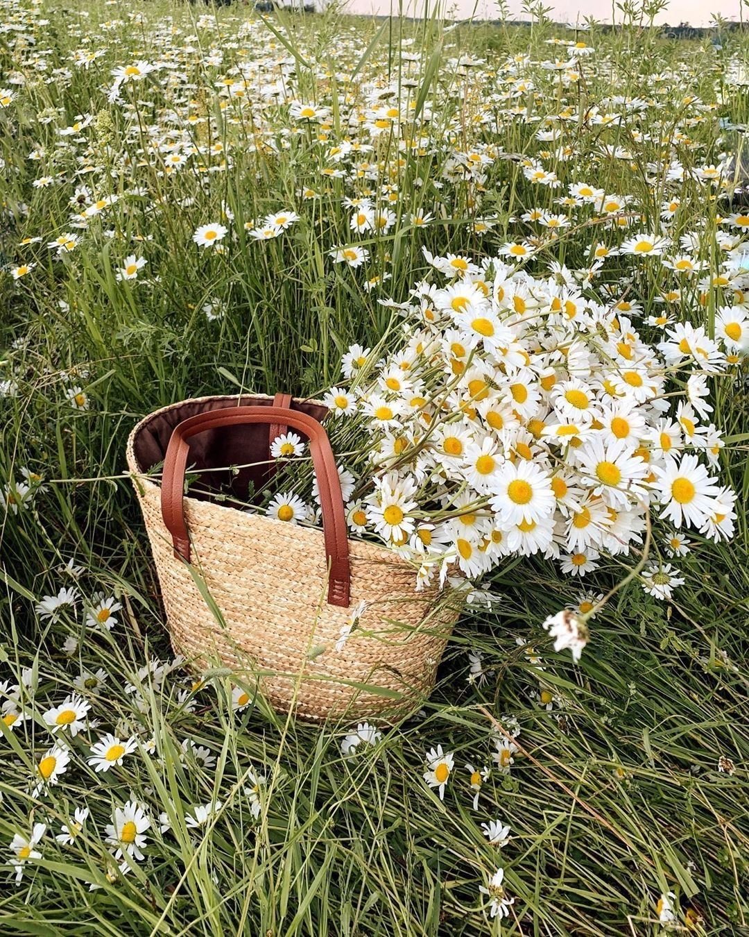 Ромашковое поле Каменск Уральский