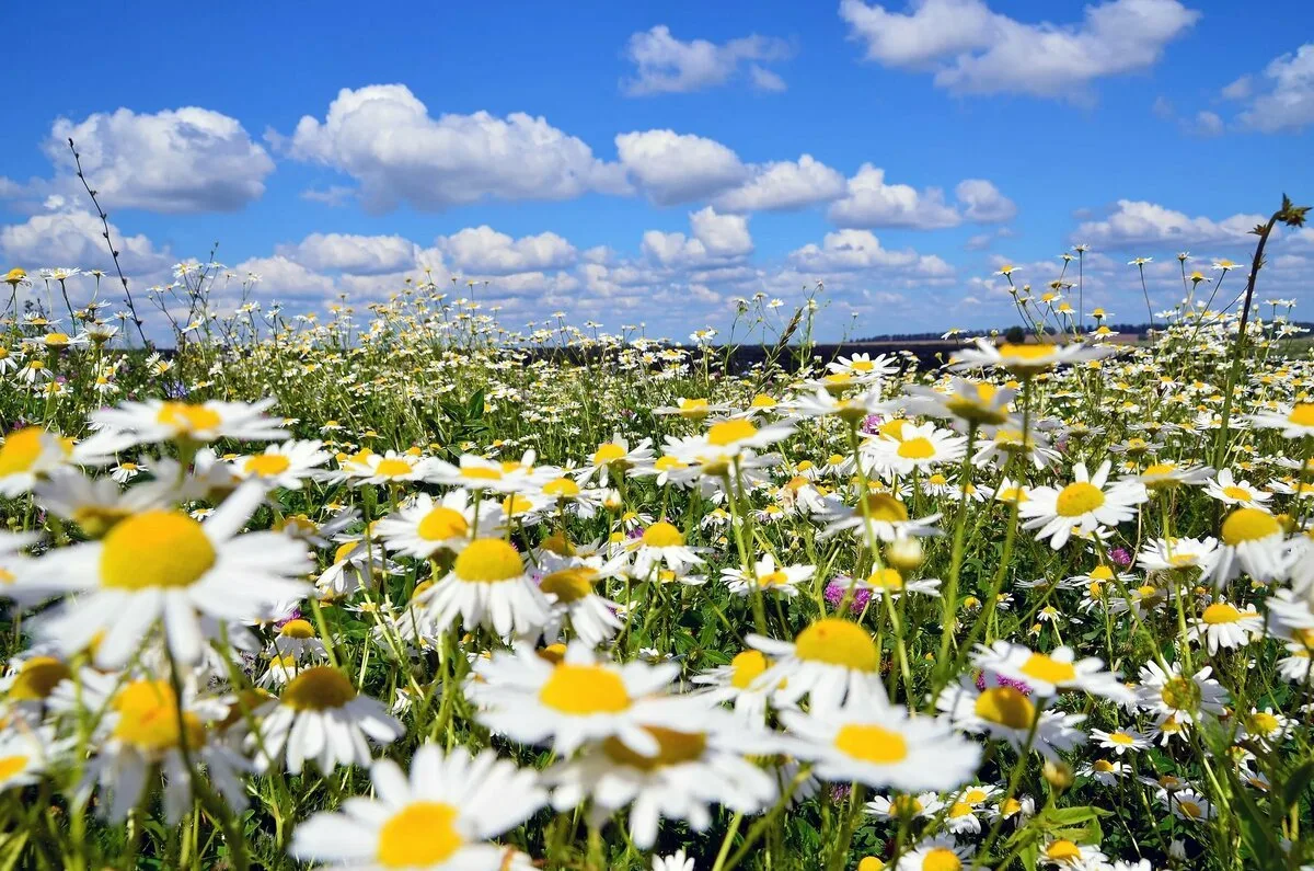 Ромашковое поле