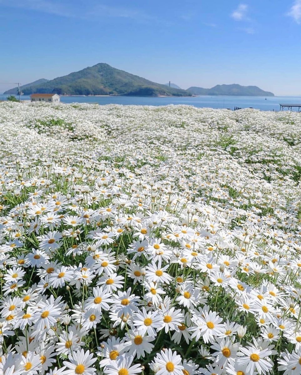 Лето ромашки