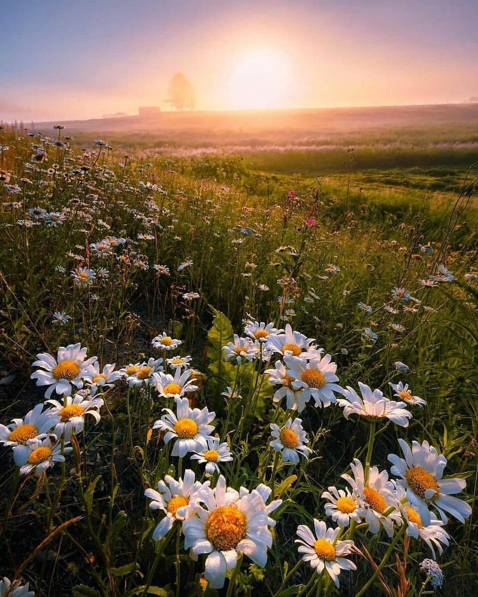 Поляна ромашек