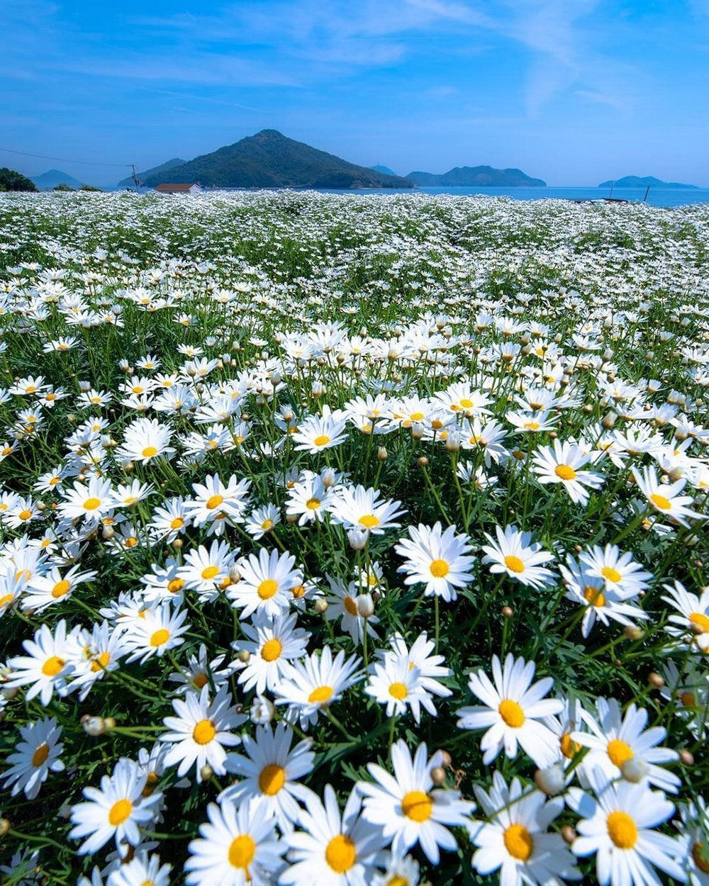 Поляна ромашек