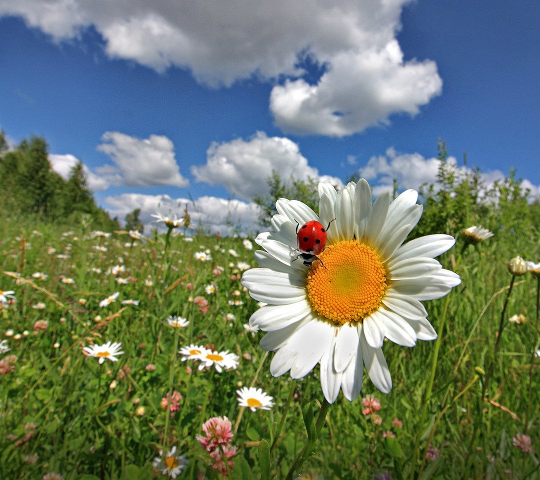 Байдарская Долина ромашки