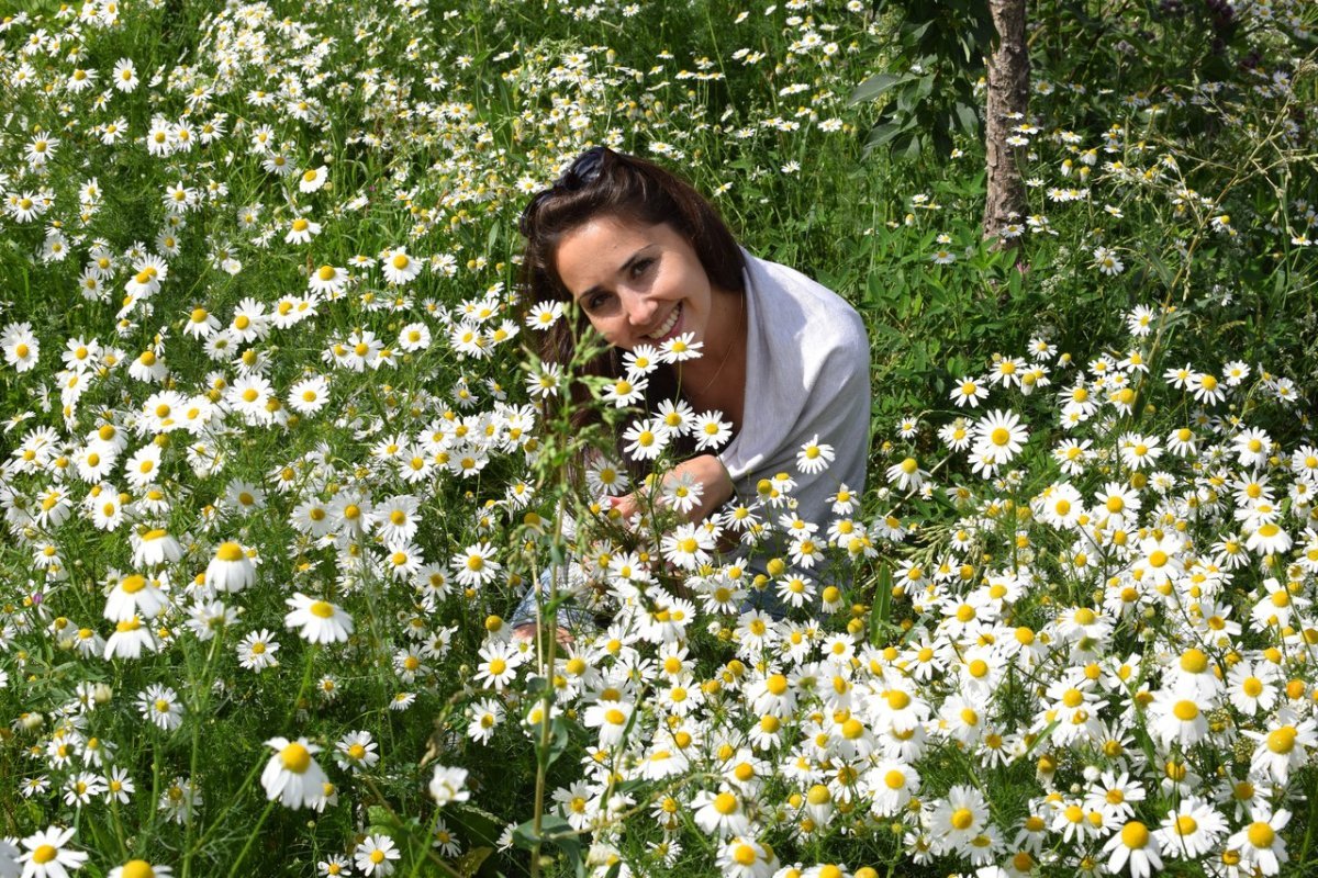 Ромашковое поле на закате