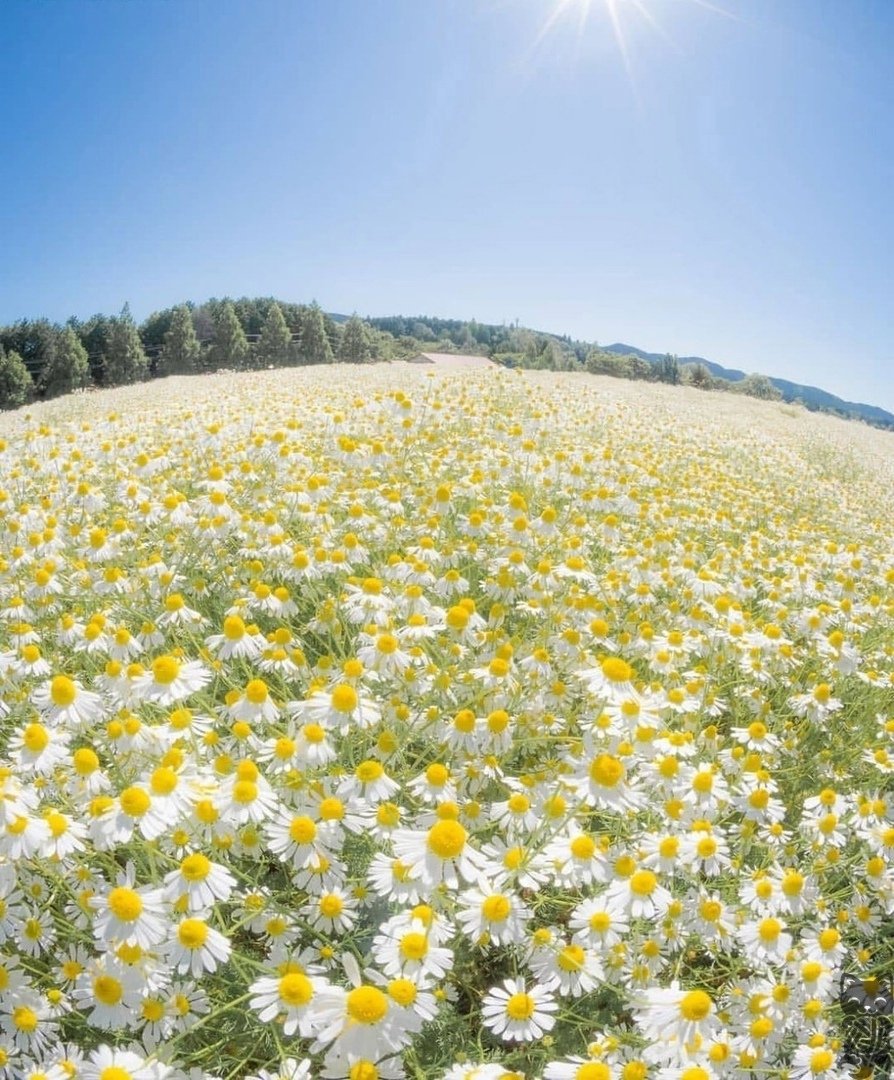 Девушка с ромашками