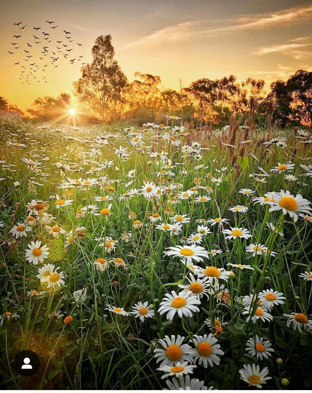 Поле ромашек