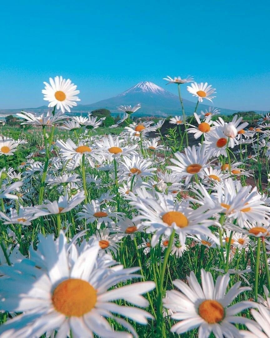 Ромашковое поле Симферопольский район