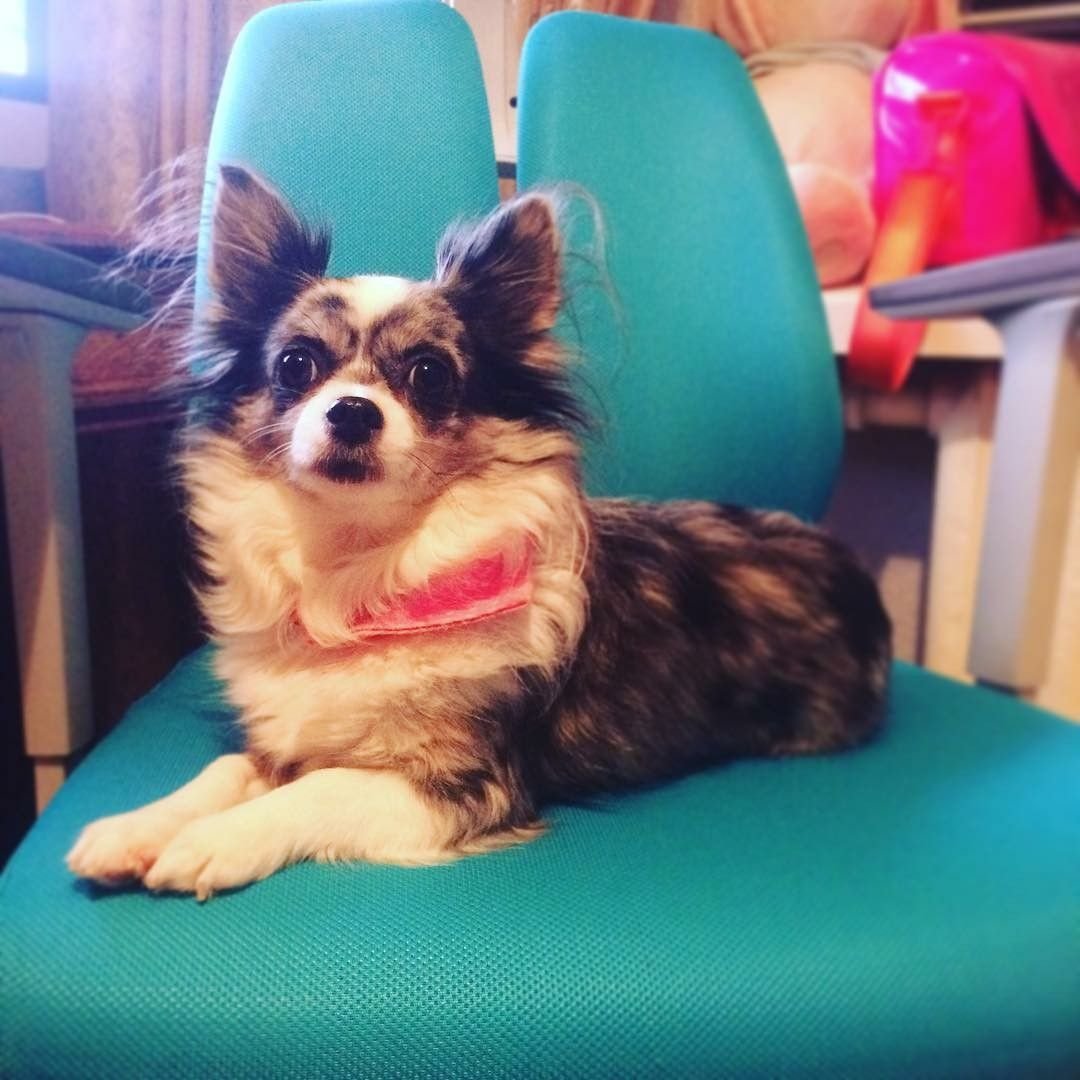 Чихуахуа Мэджик Фэмили