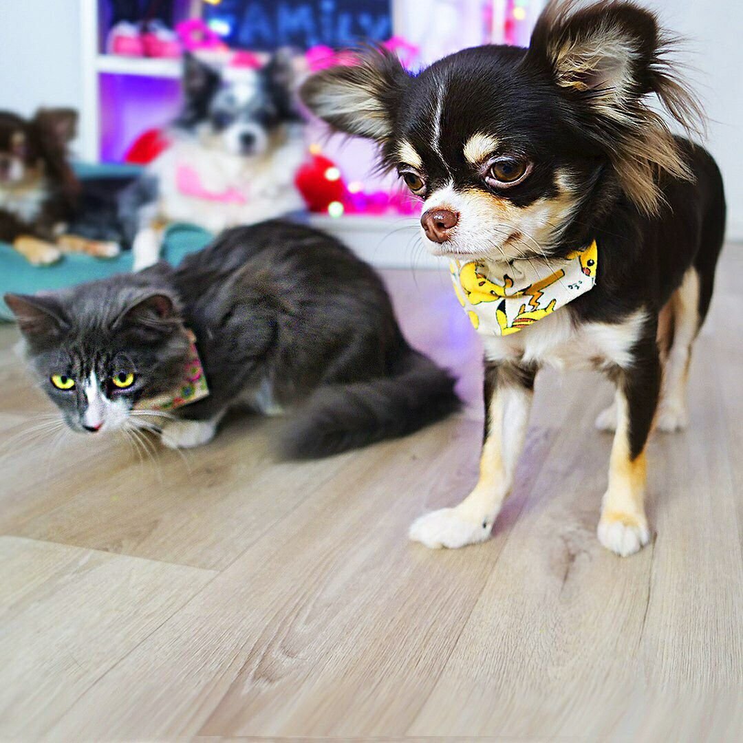 Мэджик петс и Мэджик Фэмили